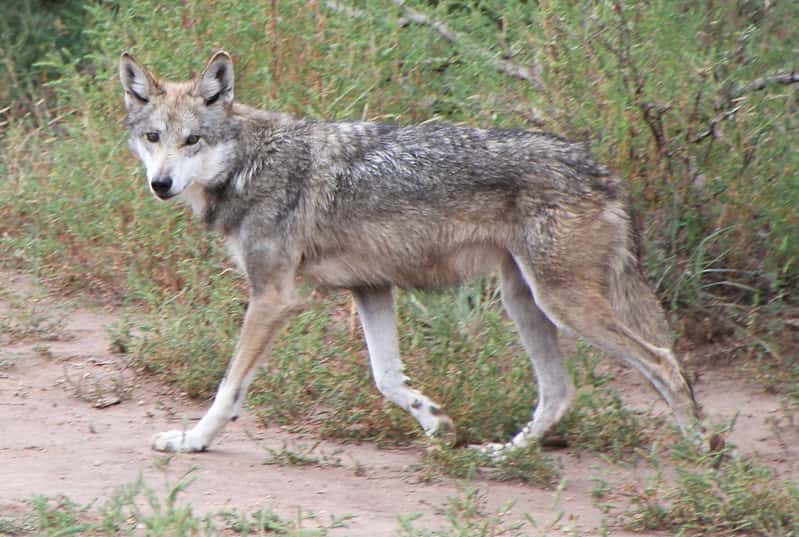 Lobo mexicano, Canis lupus baileyi, características y biología
