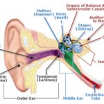 Oído humano, partes o estructuras, cómo funciona