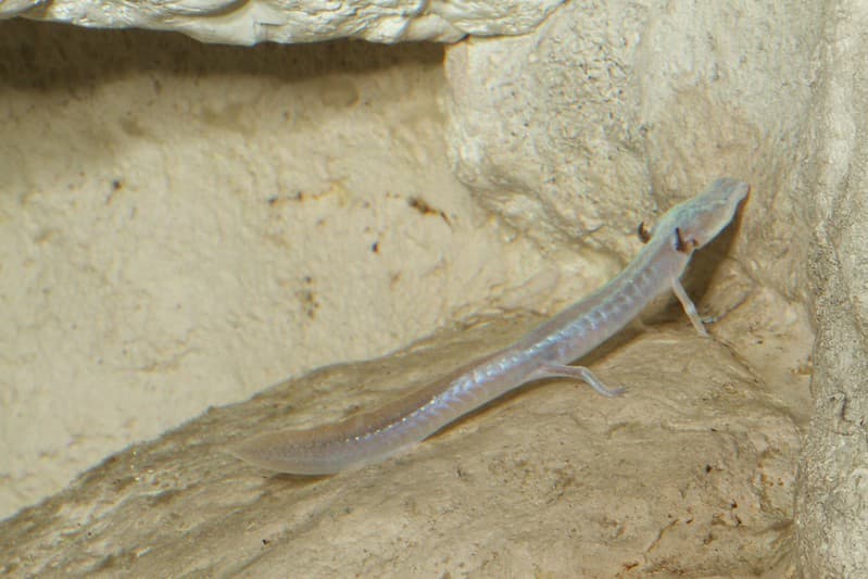 Salamandra ciega de Texas, Eurycea rathbuni