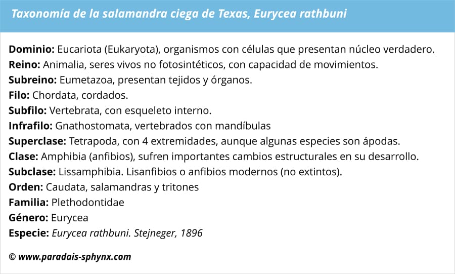 Taxonomía de la salamandra ciega de Texas, Eurycea rathbuni