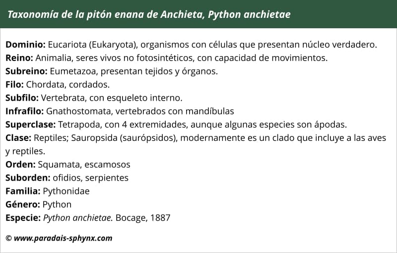 Taxonomía, clasificación de Pitón enana de Anchieta, Python anchietae