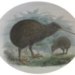 apteryx-mantelli-kiwi-marron-de-la-isla-norte