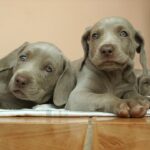 perros-con-ojos-azules