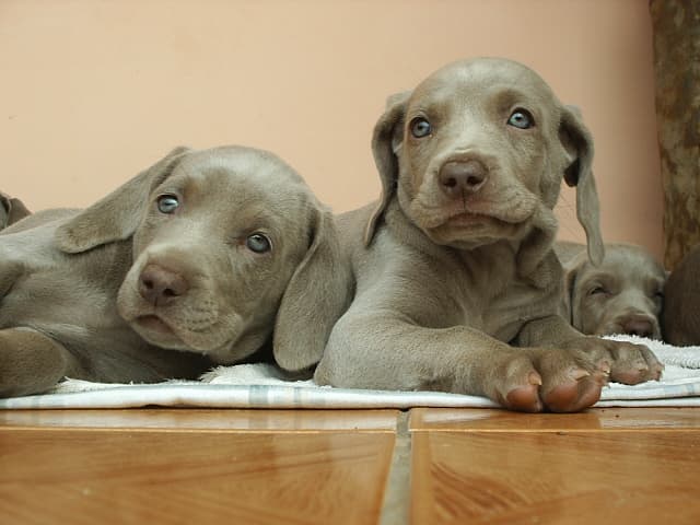 Perros con ojos azules, cuestión de razas o enfermedades