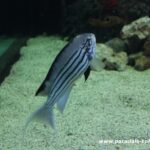 pez-angel-de-rayas-negras-genicanthus-lamarck