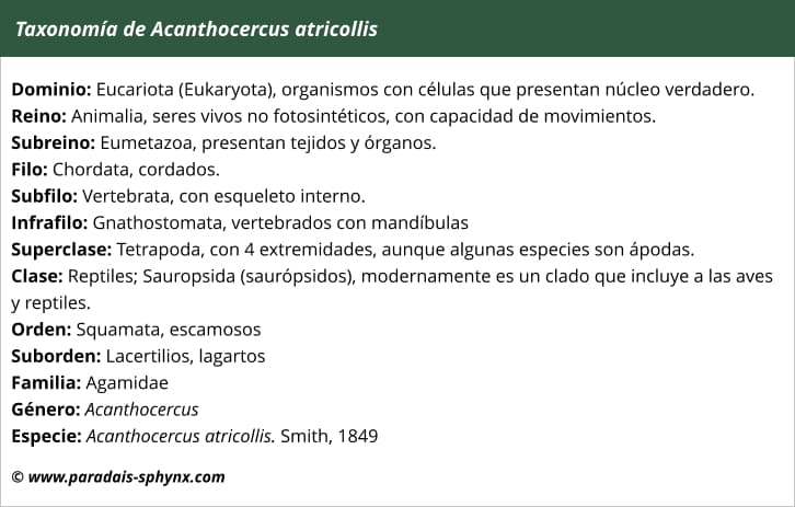 Taxonomía de Acanthocercus atricollis 