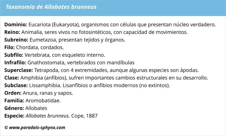 taxonomía de Allobates brunneus