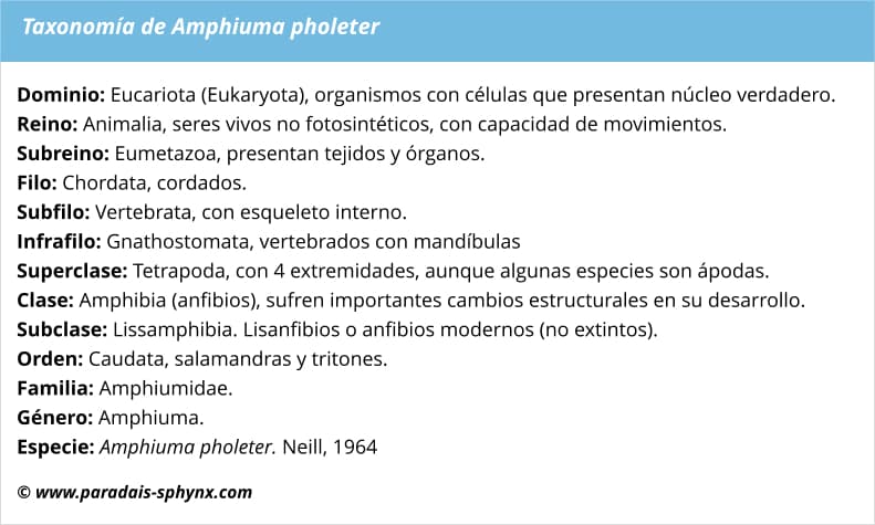 Taxonomía de Amphiuma pholeter