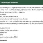 taxonomia-de-anomalepis-mexicana