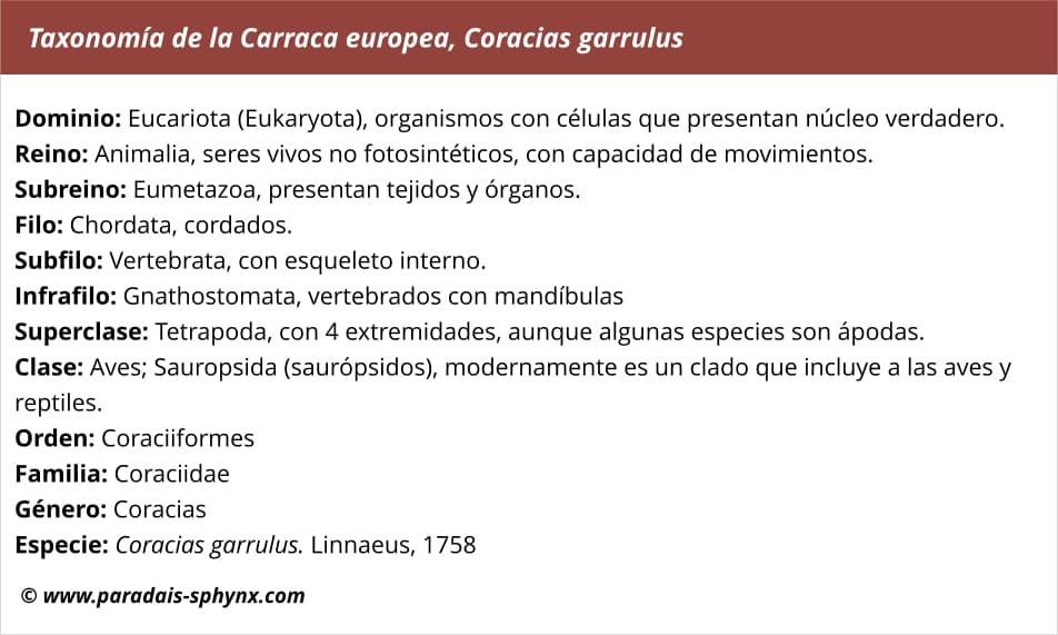 Taxonomía de la carraca europea, Coracias garrulus