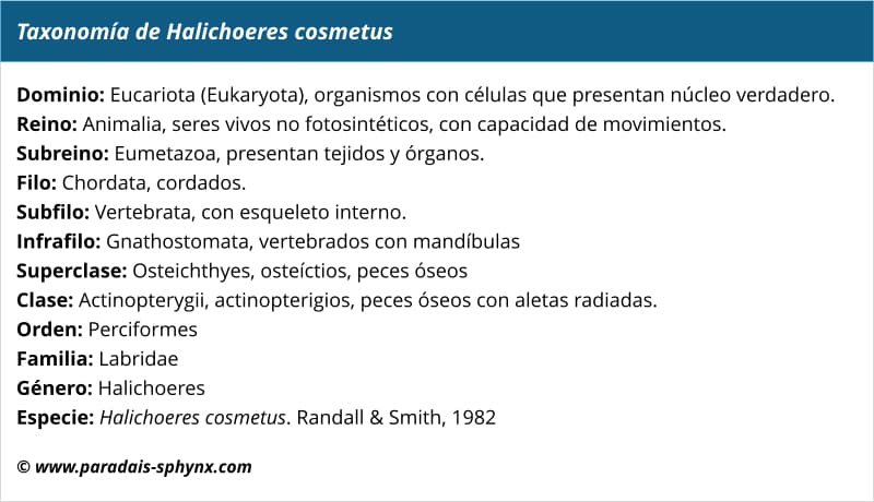 Taxonomía de Halichoeres cosmetus
