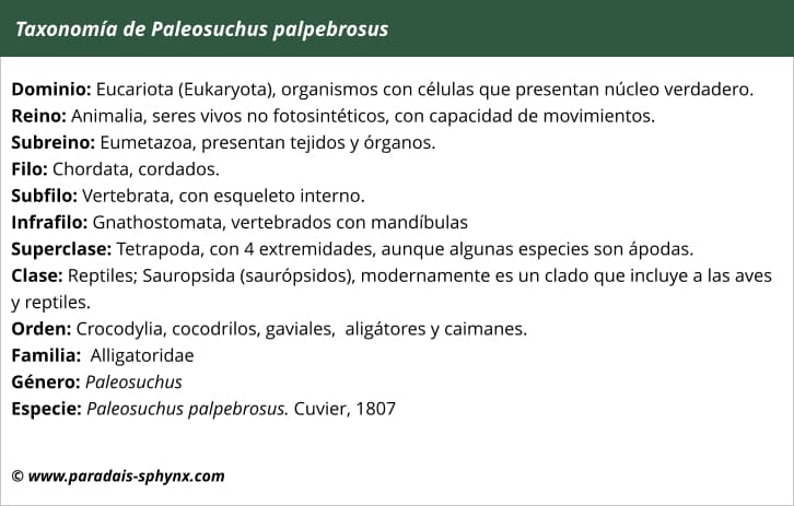 Taxonomía de Paleosuchus palpebrosus, caimán enano