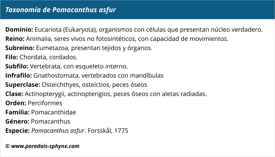 Taxonomía del pez ángel de media luna, Pomacanthus asfur