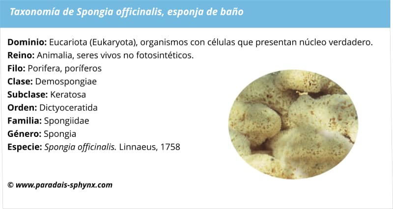 Taxonomía de Spongia officinalis, esponja de baño