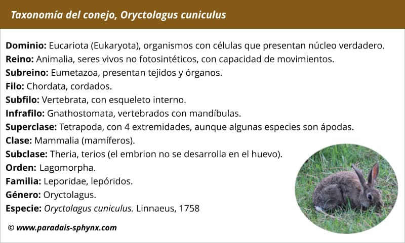 Taxonomía del conejo, clasificación científica de Oryctolagus cuniculus