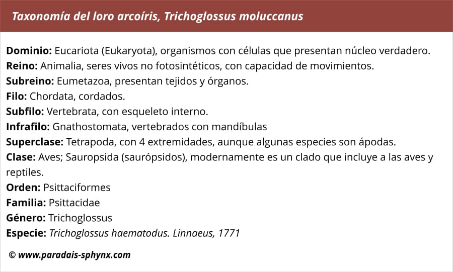 Taxonomía loro arcoíris, Trichoglossus moluccanus