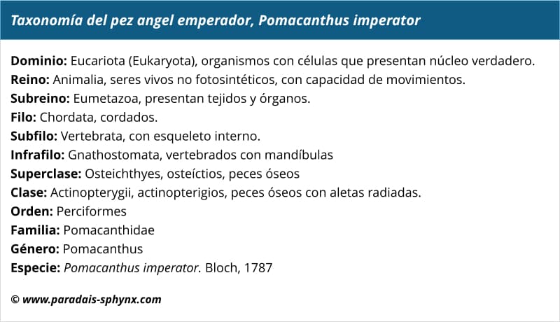Taxonomía del pez ángel emperador, Pomacanthus imperator