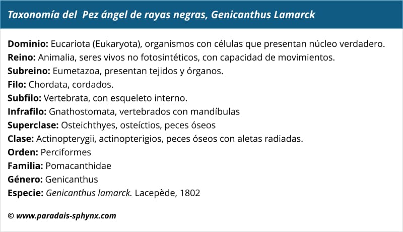 Taxonomía del pez ángel de rayas negras, Genicanthus Lamarck