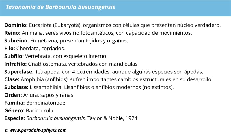 Taxonomía de Barbourula busuangensis, rana de Busuanga
