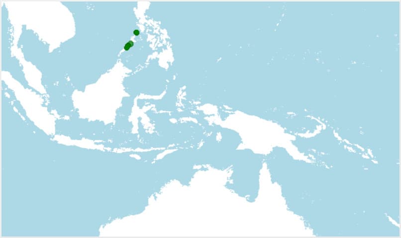 Distribución de Barbourula busuangensis, rana de Busuanga