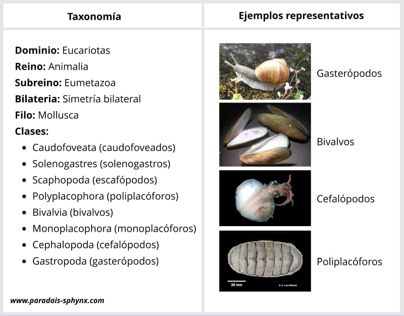 Taxonomía de los moluscos, criterios de clasificación