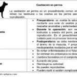 Castracion-en-perros