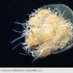 medusa-gigante-nemopilema-nomurai