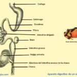 aparato-digestivo-de-los-anfibios-anura