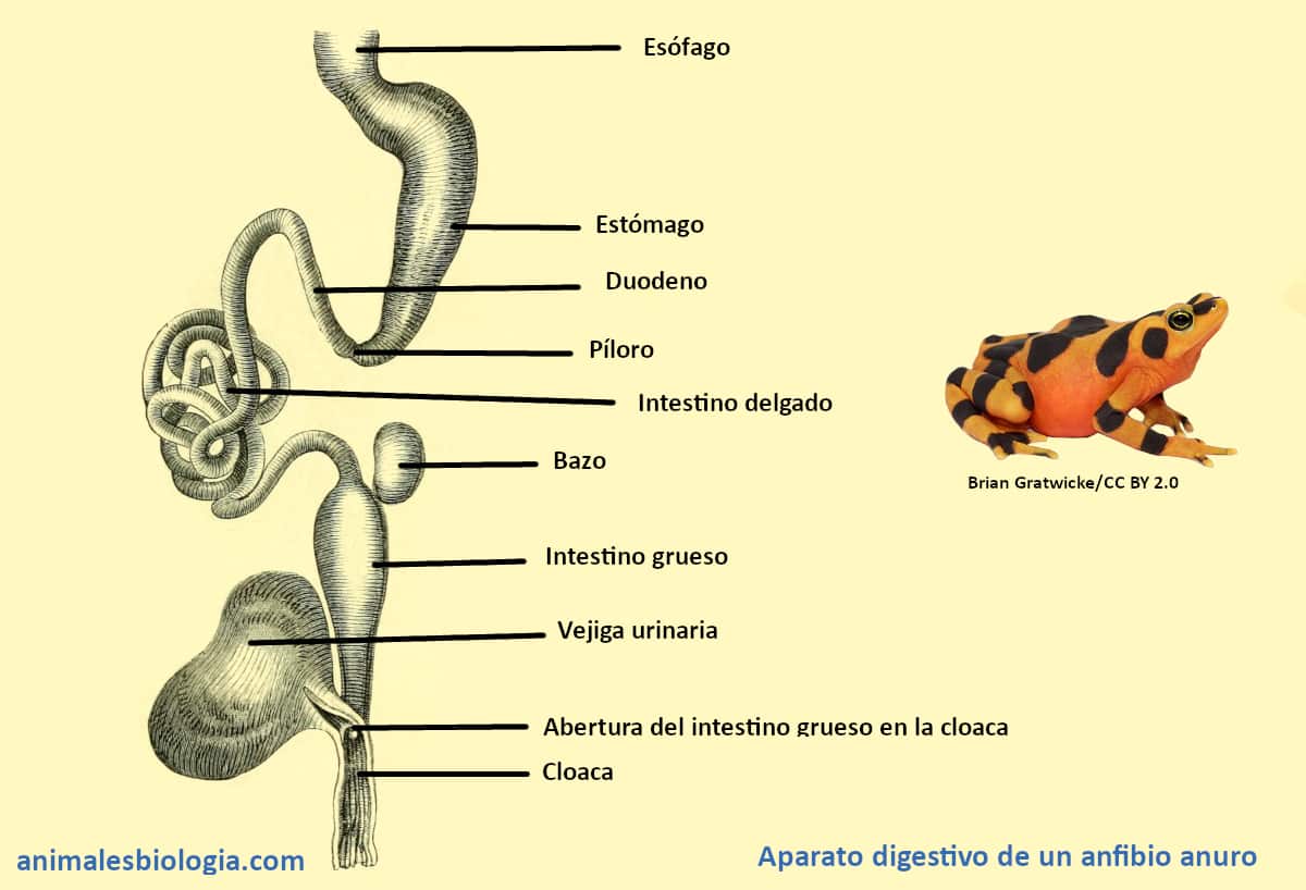 Aparato digestivo de los anfibios: anuro
