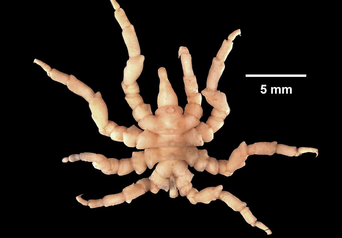 Arañas de mar (picnogónidos), características y biología