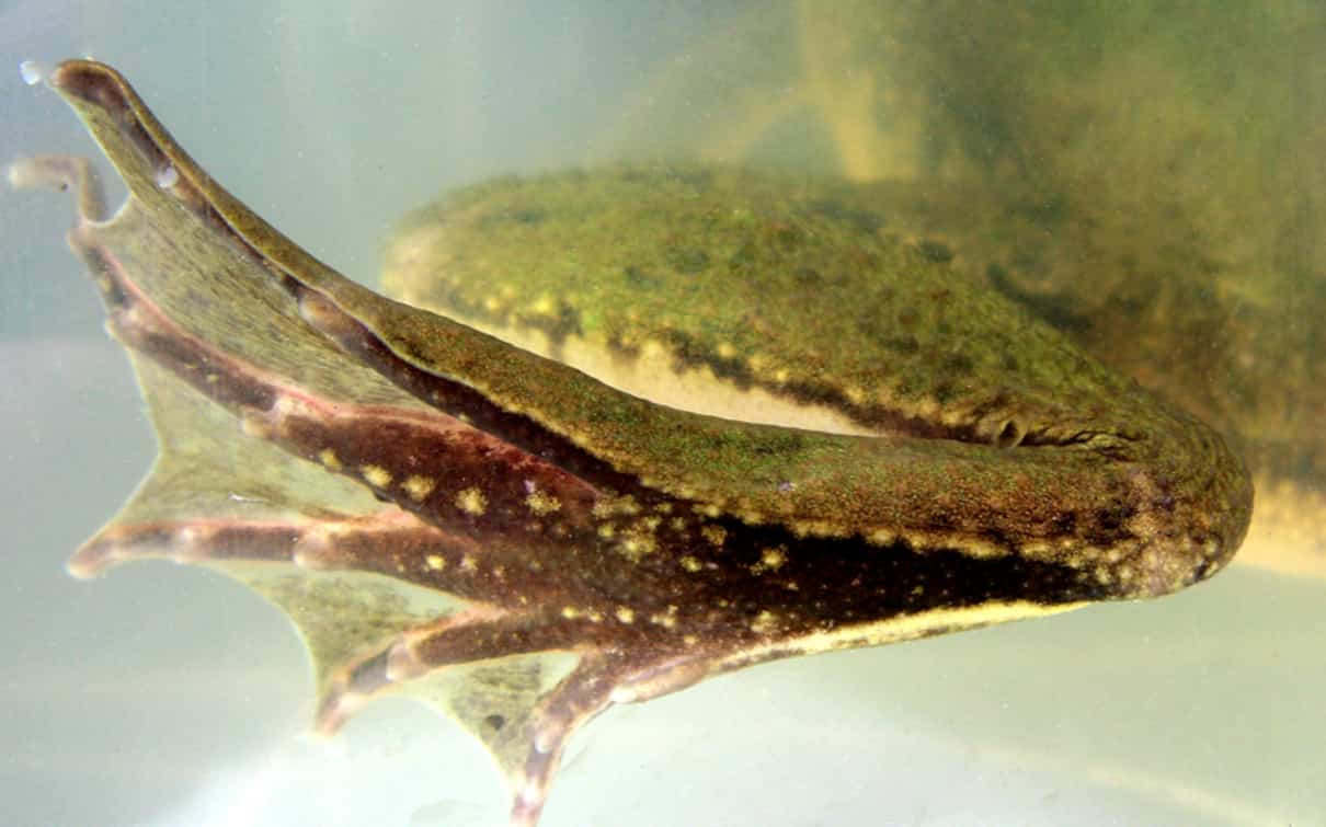 Patas de los anfibios, adaptaciones y desplazamiento