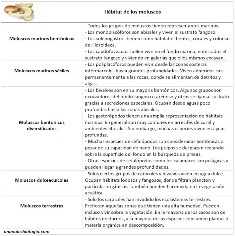 Resumen explicativo sobre el hábitat de los moluscos