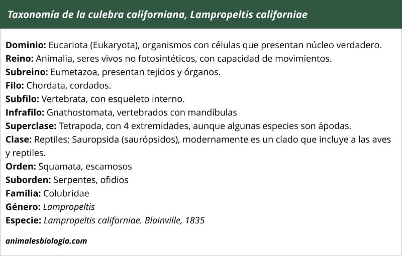 Taxonomía de la culebra californiana, Lampropeltis californiae