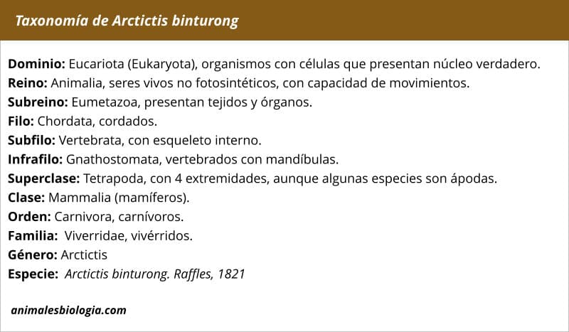 Taxonomía, clasificación científica de Binturong, Arctictis binturong