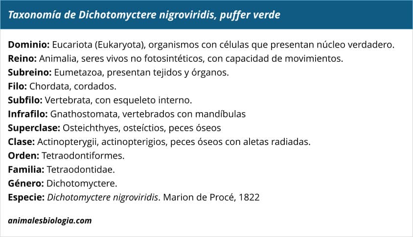 Taxonomía de Dichotomyctere nigroviridis, puffer verde