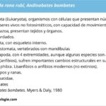 taxonomia-de-la-rana-rubi-andinobates-bombetes