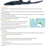tiburon-bambu-chiloscyllium-punctatum