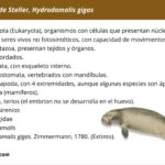 vaca-marina-de-steller-hydrodamalis-gigas