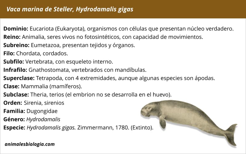 Vaca marina de Steller, Hydrodamalis gigas, el más grande de los sirénido
