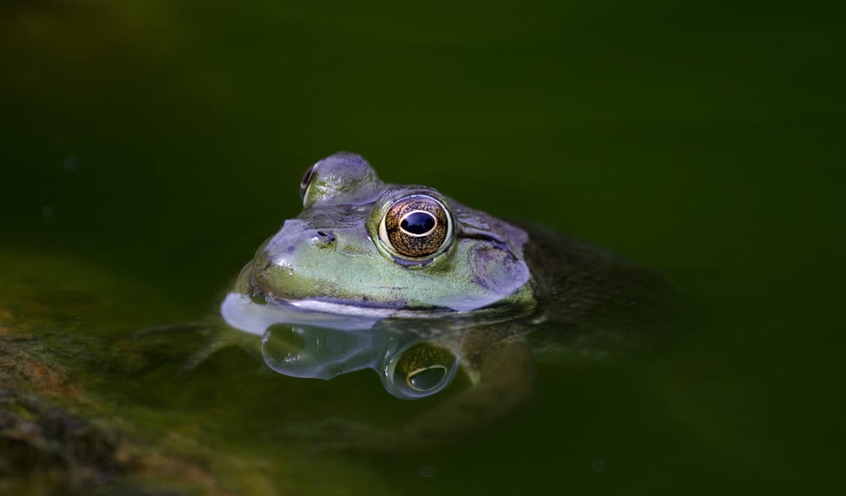 Ojos de los anfibios, características y partes