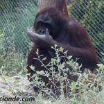 que-come-el-orangutan