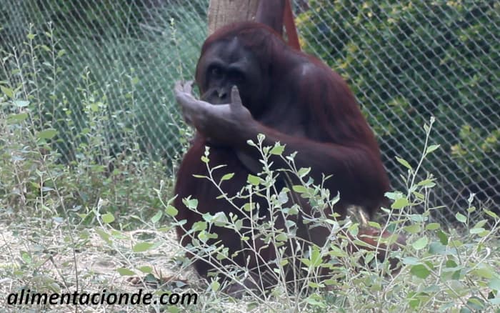 Qué come el orangután