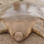 tortugas-sin-caparazon