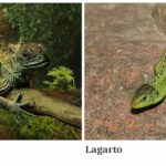 diferencia-entre-lagarto-e-iguana