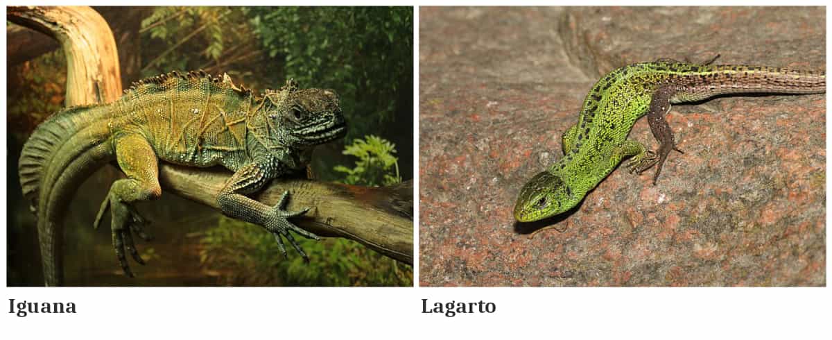 Diferencia entre lagarto e iguana