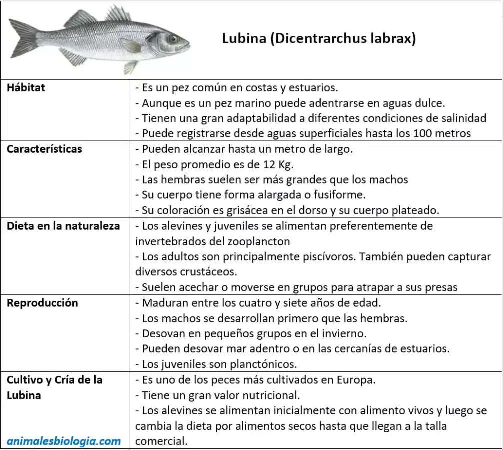 Lubina (Dicentrarchus labrax)