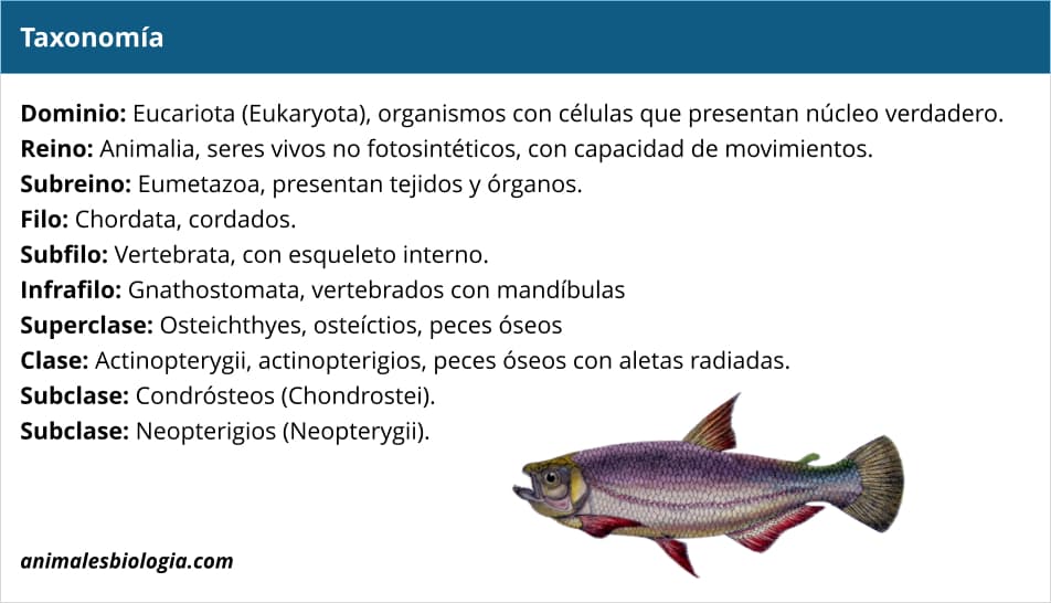 Clase Actinopterygii, taxonomía