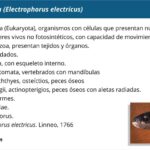 informacion-anguila-electrica-electrophorus-electricus