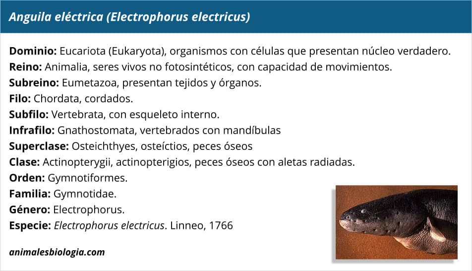 Anguila eléctrica (Electrophorus electricus)