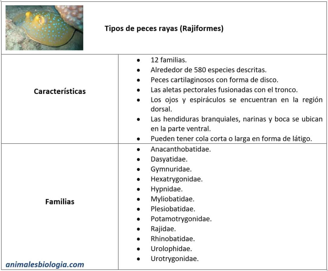 Información sobre los tipos de peces rayas
